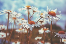 Carta da Parati Flora e Fauna Paesaggi e Natura Foglie e Fiori Fiori