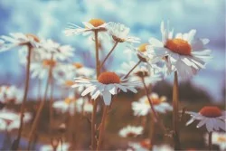 Wallpaper Flora and Fauna Landscapes and Nature Leaves and Flowers Flowers