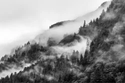 Carta da Parati Flora e Fauna Paesaggi e Natura Foreste e Alberi Montagna