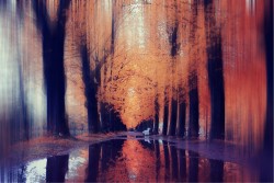 Wallpaper Landscapes and Nature Flora and Fauna Forests and Trees