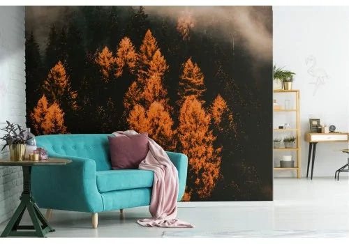 Wallpaper landscape nature autumn forest