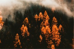 Carta da Parati Flora e Fauna Paesaggi e Natura Foreste e Alberi