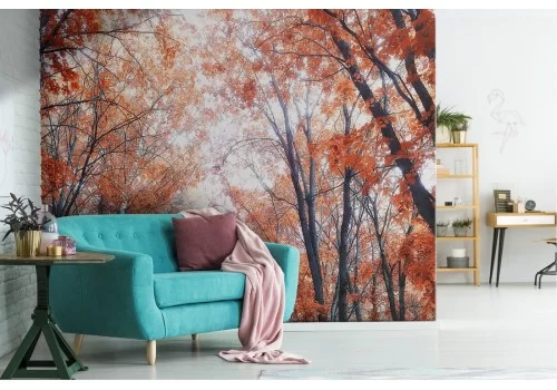 Carta da Parati viale alberato natura autunno