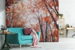 Carta da Parati viale alberato natura autunno