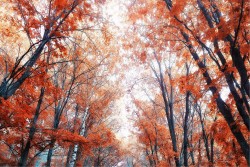 Carta da Parati Paesaggi e Natura Foreste e Alberi