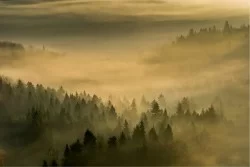 Carta da Parati Paesaggi e Natura Foreste e Alberi