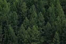 Carta da Parati Paesaggi e Natura Foreste e Alberi