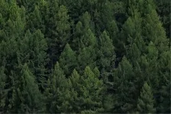 Carta da Parati Paesaggi e Natura Foreste e Alberi