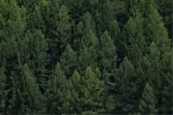 Wallpaper Landscapes and Nature Forests and Trees
