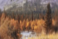 Carta da Parati Flora e Fauna Paesaggi e Natura Fiumi Cascate Laghi Foreste e Alberi