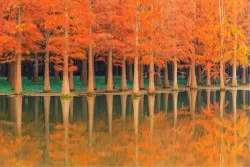 Carta da Parati Paesaggi e Natura Foreste e Alberi