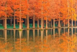 Wallpaper Landscapes and Nature Forests and Trees