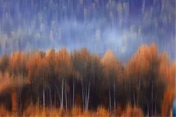 Wallpaper Landscapes and Nature Forests and Trees