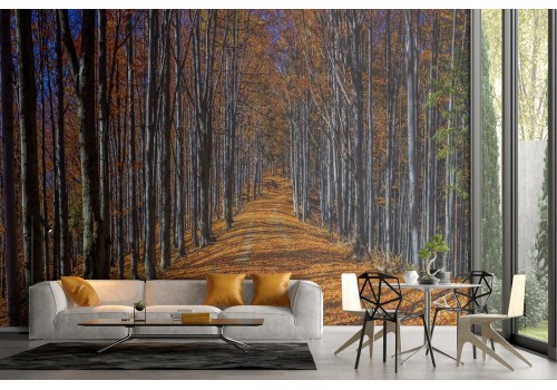Wallpaper avenue in the forest nature landscape
