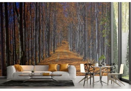 Wallpaper avenue in the forest nature landscape