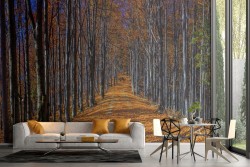 Carta da Parati viale nel bosco paesaggio natura