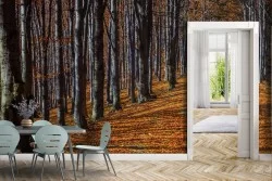 Carta da Parati Foreste e Alberi