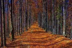 Wallpaper Landscapes and Nature Forests and Trees
