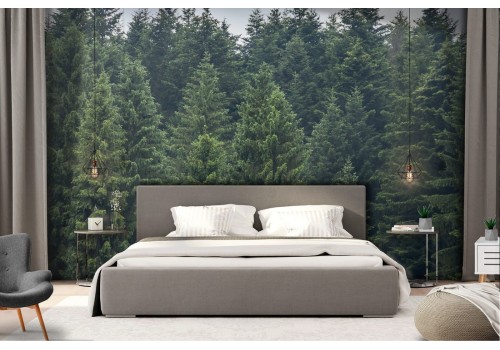 Wallpaper photography landscape trees forest 2