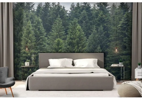 Wallpaper photography landscape trees forest 2