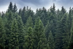 Wallpaper Landscapes and Nature Forests and Trees