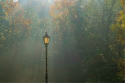 Carta da Parati Paesaggi e Natura Fantasy e Dark Foreste e Alberi