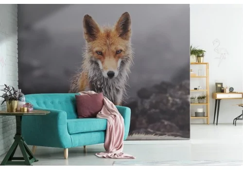 Carta da Parati natura volpe fotografia