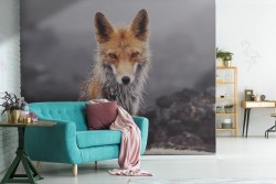 Carta da Parati natura volpe fotografia