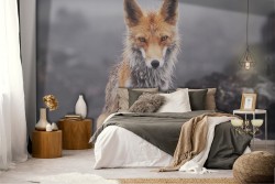 Nature fox photography wallpaper