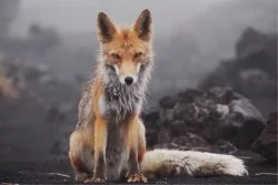 Flora and Fauna Animal Wallpaper