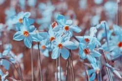 Carta da Parati Design e Stili Flora e Fauna Fiori Moderna Natura