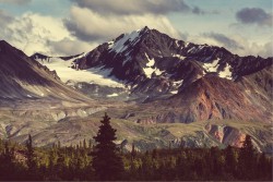 Wallpaper Landscapes and Nature Flora and Fauna Forests and Trees Snow