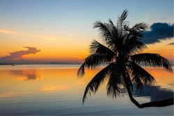 Wallpaper Flora and Fauna Landscapes and Nature Dawn Sunset Beach and Tropical Sea