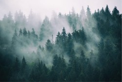 Carta Da Parati Adesiva Foresta Nebbia - 7 Strisce, Dimensioni 343x256 Cm, Rimovibile, Adesiva, Per Pareti Moderne