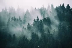 Wallpaper Flora and Fauna Landscapes and Nature Trees Forests and Trees