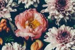 Wallpaper Design and Styles Flora and Fauna Flowers Modern Nature