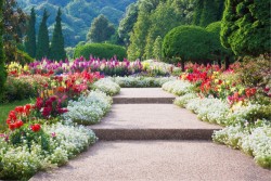 Carta da Parati Flora e Fauna Paesaggi e Natura Fiori Giardini