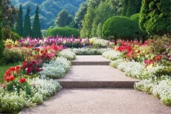Carta da Parati Flora e Fauna Paesaggi e Natura Fiori Giardini
