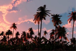 Wallpaper Flora and Fauna Landscapes and Nature Sunrise Sunset Forests and Trees Tropical