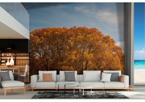 Wallpaper landscape park with autumn tree