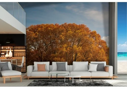 Wallpaper landscape park with autumn tree