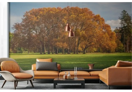 Wallpaper landscape park with autumn tree 2