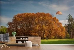 Carta da Parati Foreste e Alberi Giardini