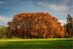 Carta da Parati Flora e Fauna Paesaggi e Natura Foreste e Alberi Giardini