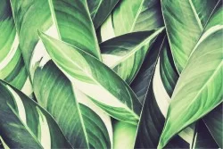 Carta da Parati Design e Stili Flora e Fauna Foglie Natura