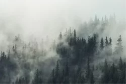 Wallpaper Flora and Fauna Design and Styles Landscapes and Nature Forests and Trees Modern