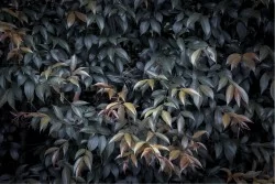 Wallpaper Design and Styles Flora and Fauna Tropical Nature Leaves