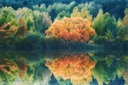 Wallpaper Landscapes and Nature Flora and Fauna Rivers Waterfalls Lakes Forests and Trees