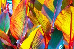 Carta da Parati Design e Stili Flora e Fauna Foglie Moderna Natura Tropicale