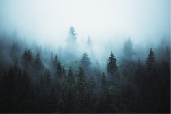 Wallpaper Flora and Fauna Design and Styles Landscapes and Nature Forests and Trees Modern Nature